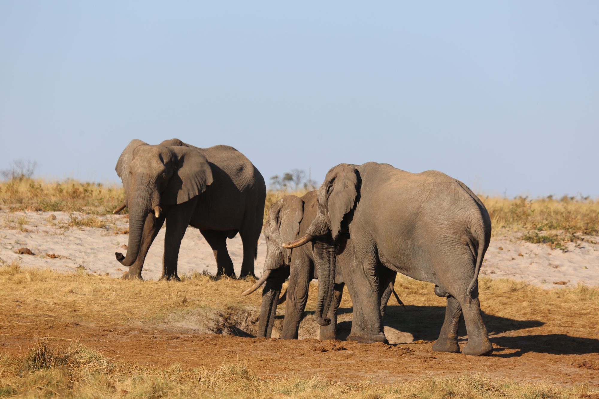 Elephants