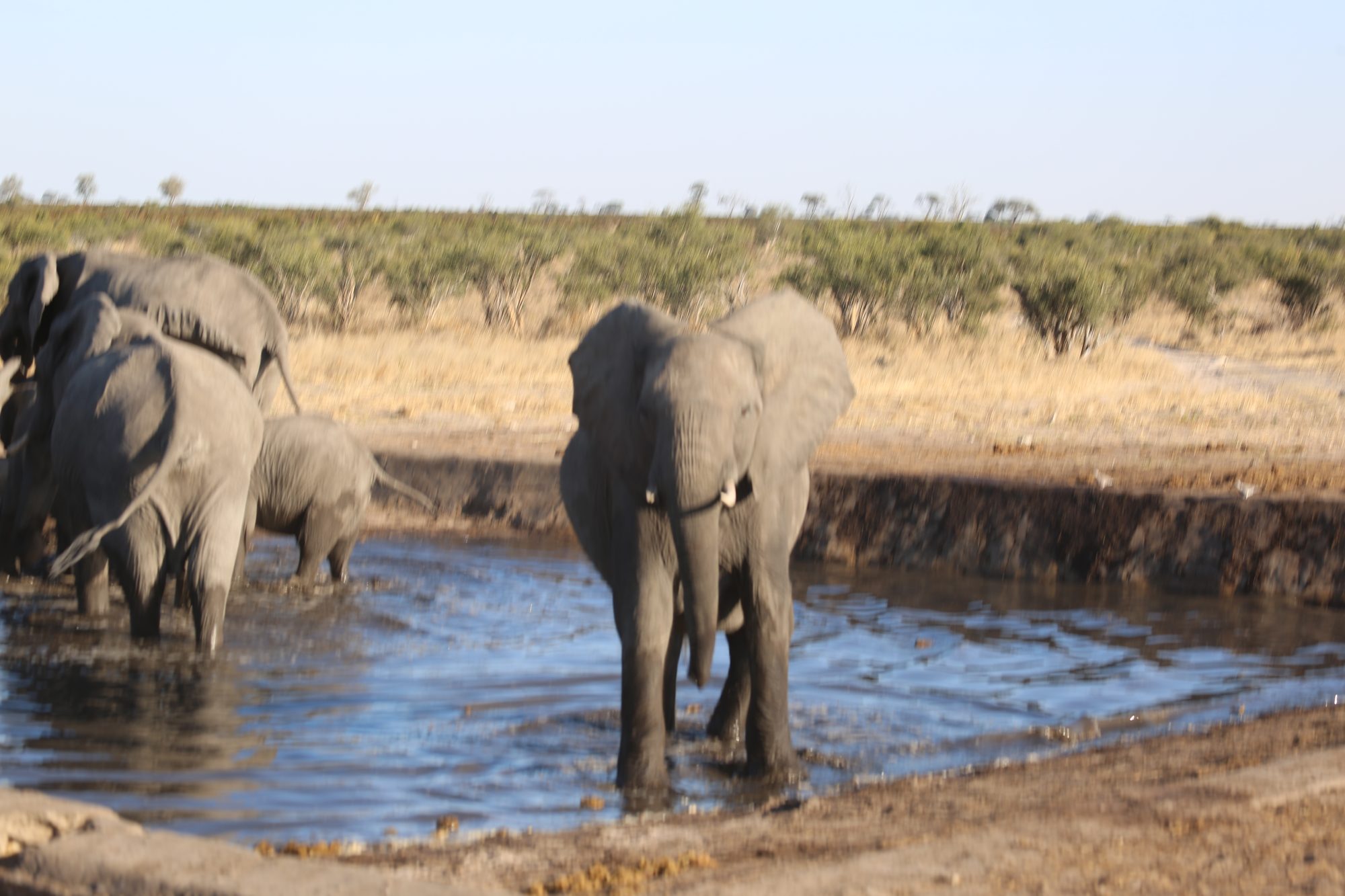 Elephant herd at a waterhole