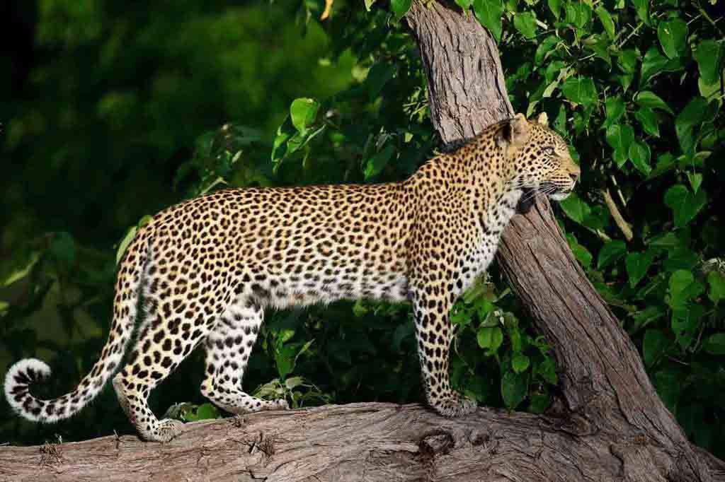 Okavango delta