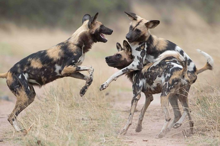 Wild dogs